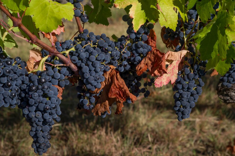 Vine harvest vineyard