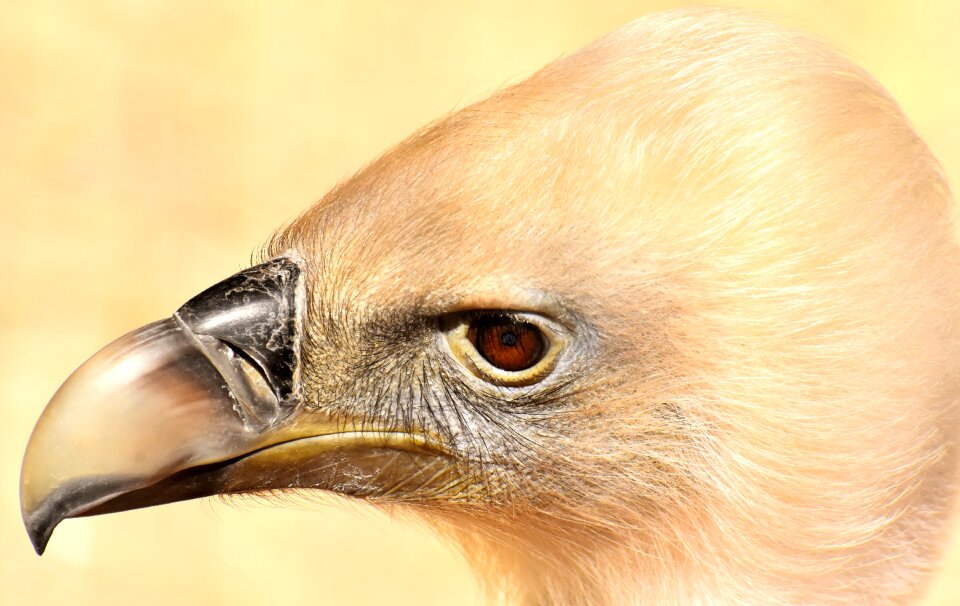 Scavengers raptor animal photo