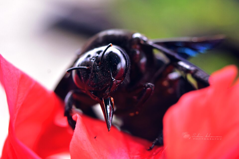 Close up flower petal red