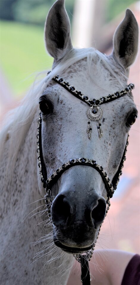 Portrait young horse mare