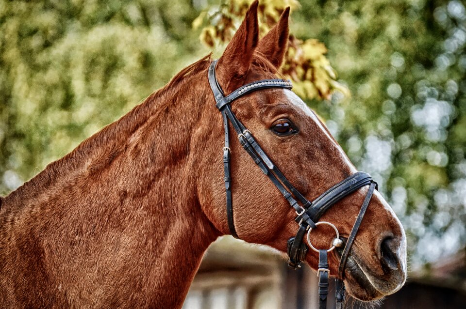 Animal world brown horse stall