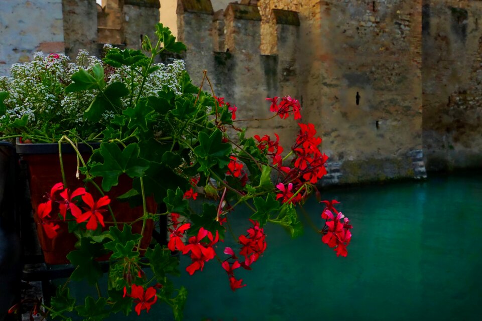 Blossom bloom balcony