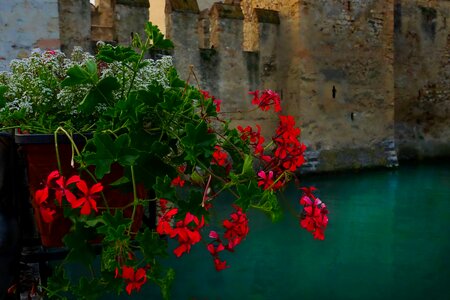 Blossom bloom balcony