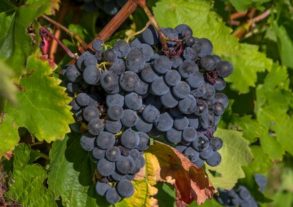 Vine harvest vineyard
