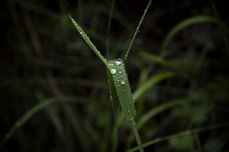 Green damp wet