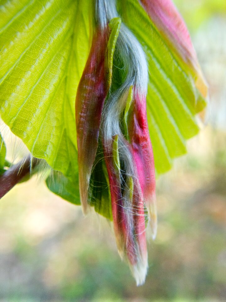 Leaves spring tree