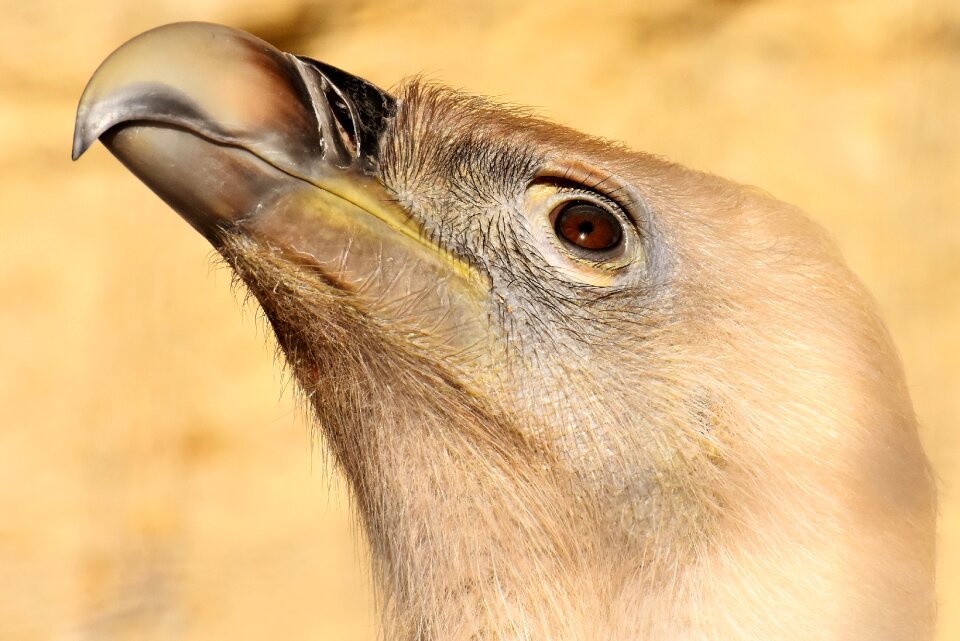 Scavengers raptor animal photo