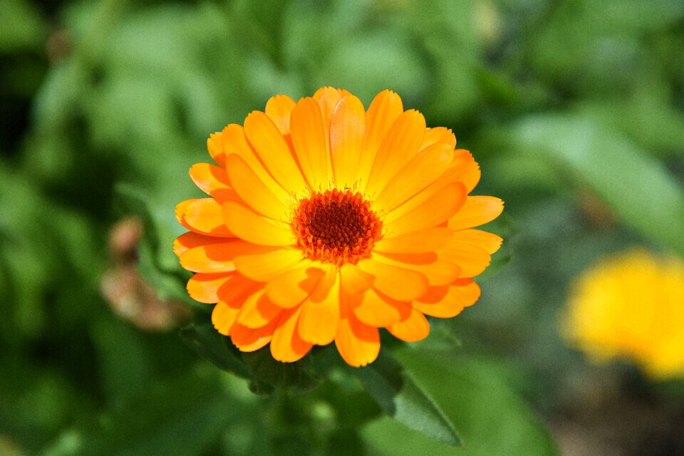 Blossom bloom plant
