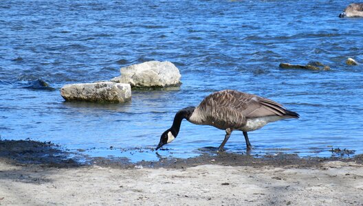 Wild goose goose bird
