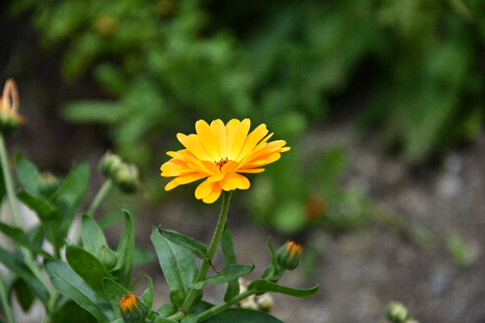 Yellow summer orange