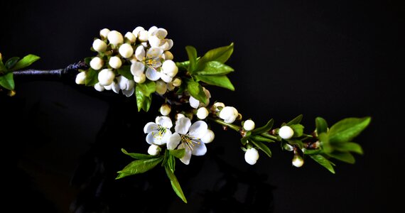 Leaf flower tree photo