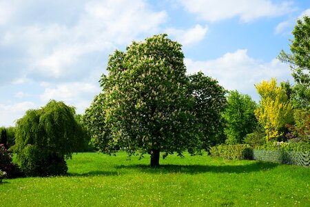 Chestnut spring tree