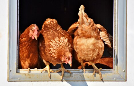Rump butt free range