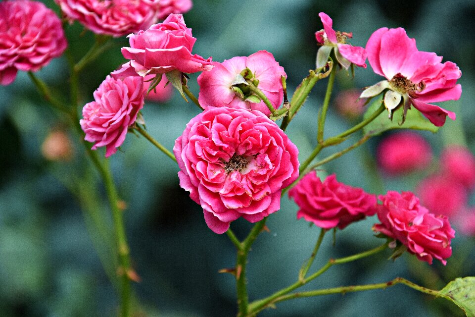 Nature flowers romantic