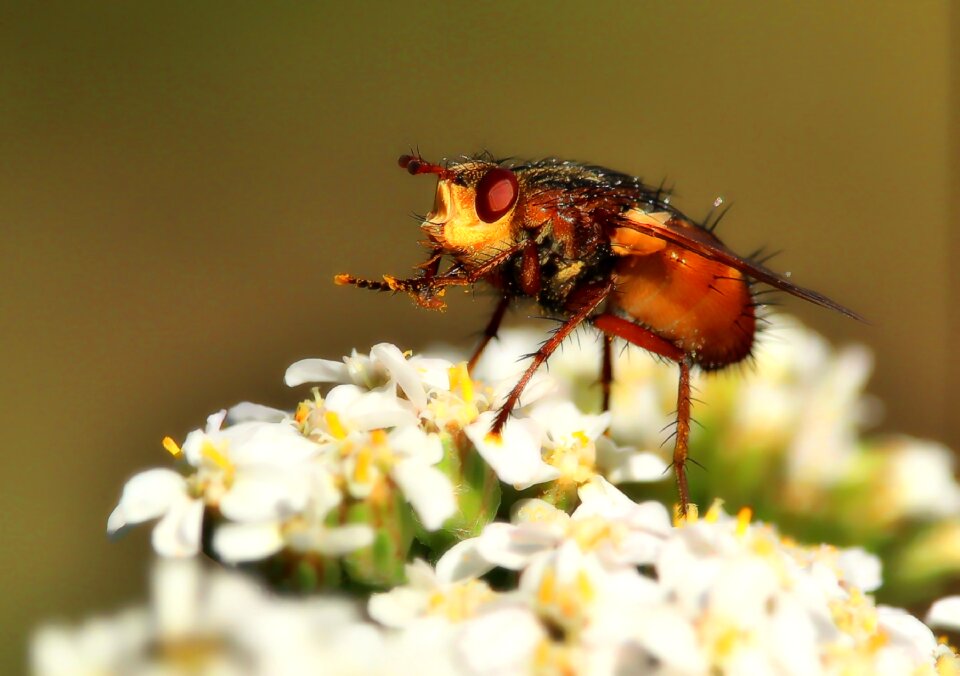 Close up flight insect compound eyes