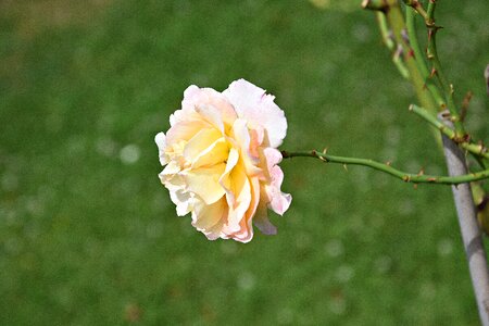 Rose bloom summer close up photo