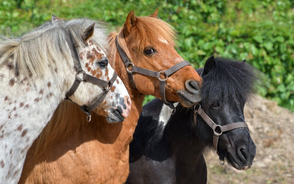 Equine profile animal