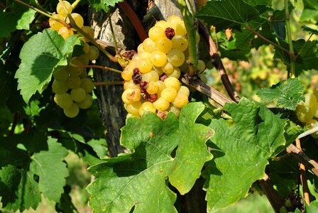 Winery vintage lake balaton photo