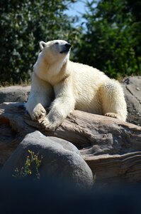 Vicks wet polar bears