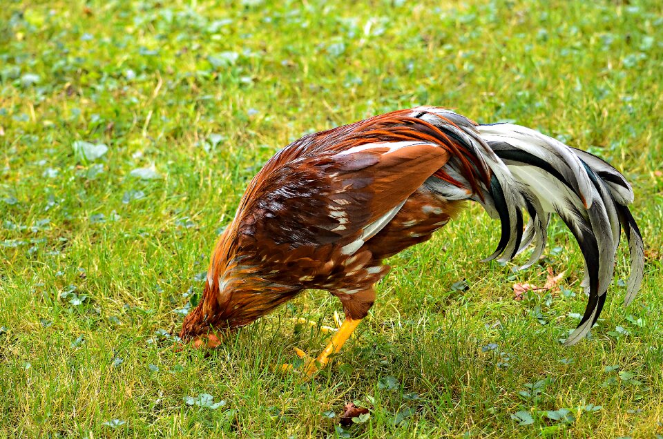 Hide species feather