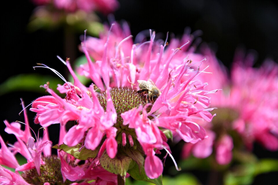 Macro spring petals