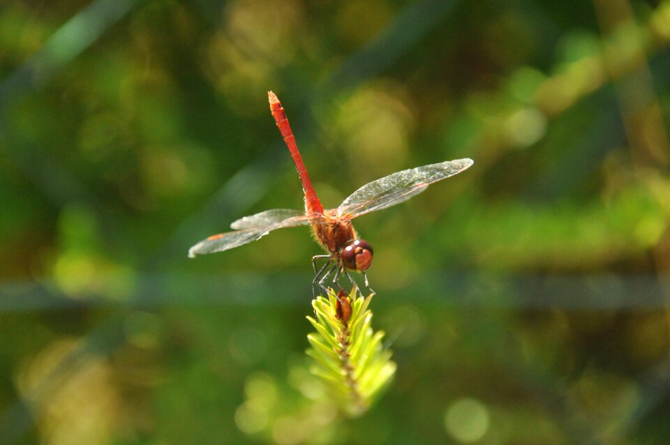 Dragonfly garden summer