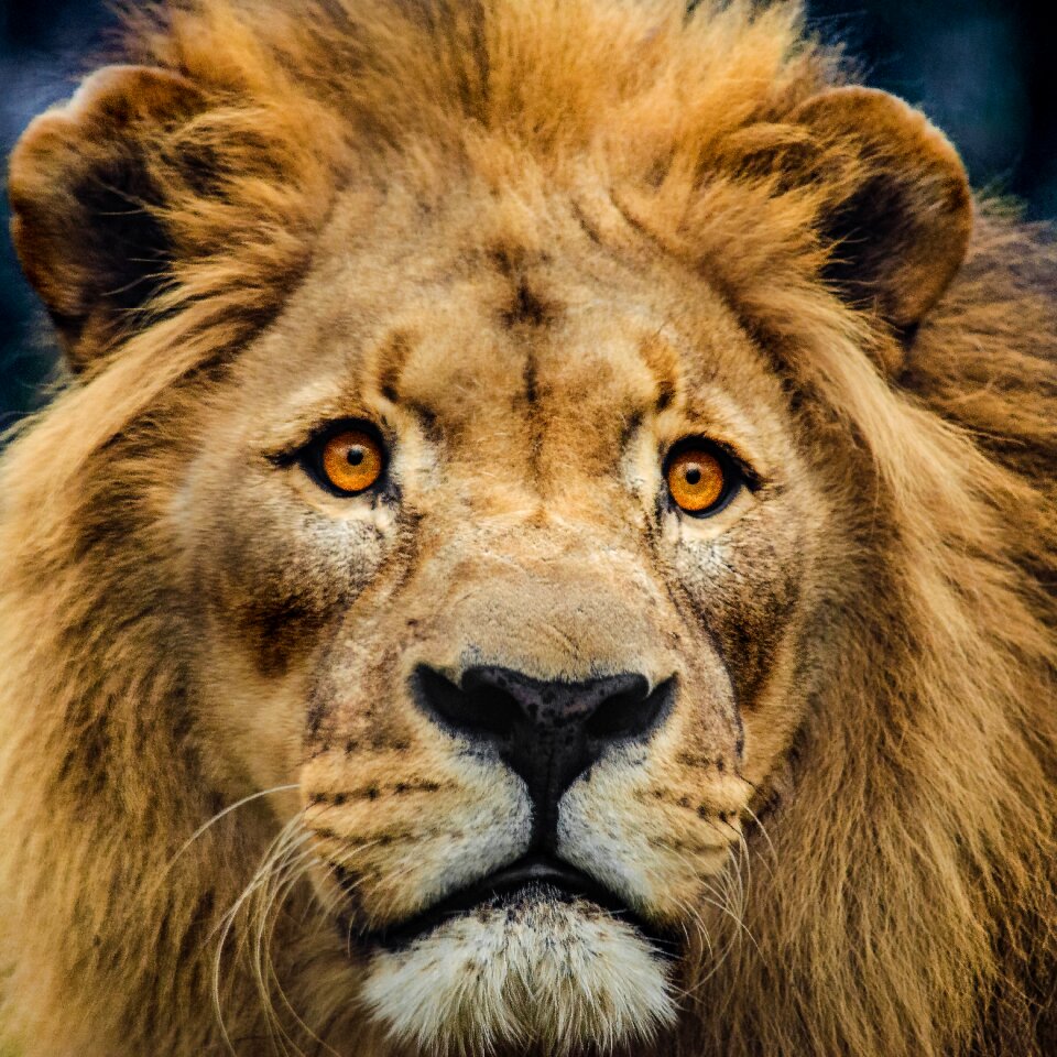 Cat predator mane