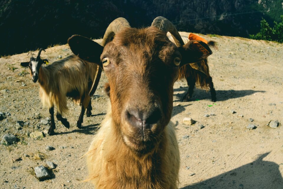 Corsica island animal nature
