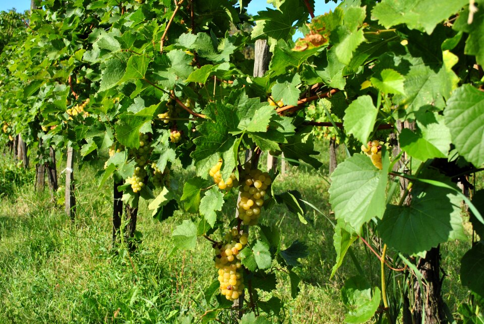 Wine autumn vine photo