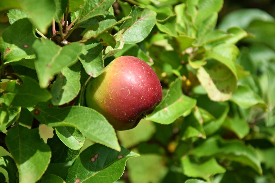 Fruit nature ripe