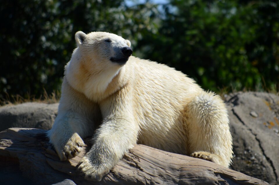 Vicks wet polar bears
