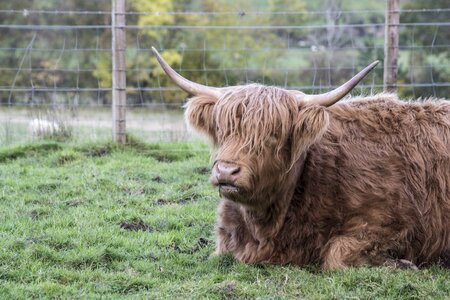 Goat the highland cow heilan coo
