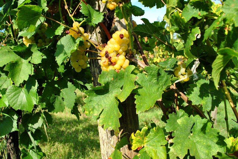 Fruit lake balaton kali-pool