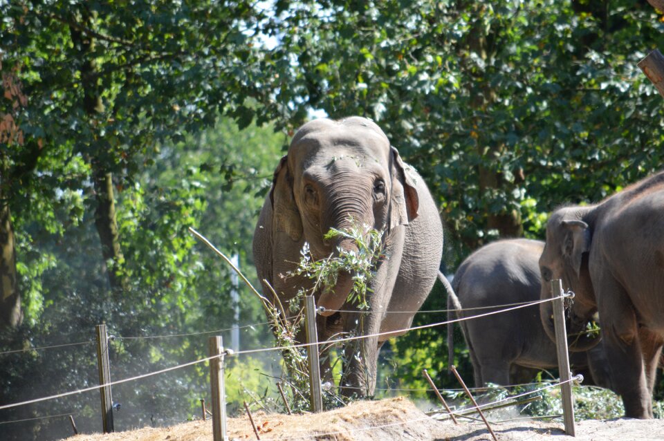 Animal animal kingdom wildlife