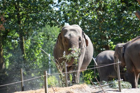 Animal animal kingdom wildlife