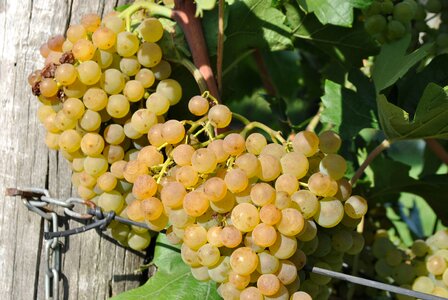 Vintage wine grape cultivation