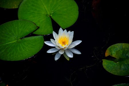 Pond plants lotus photo