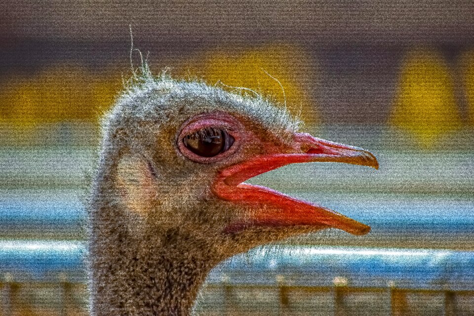 Head nature portrait