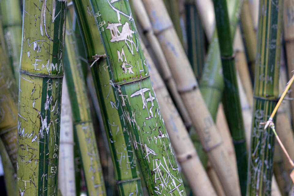 Graffiti green carving