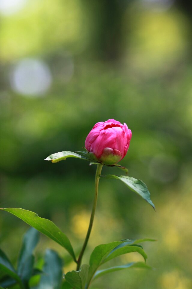 Garden leaf flower garden