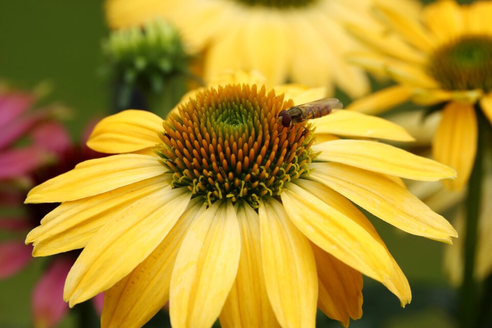 Flower coneflower animal