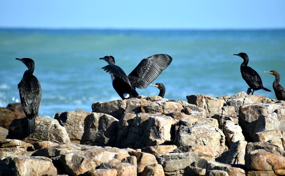 Rocky shore avian fauna