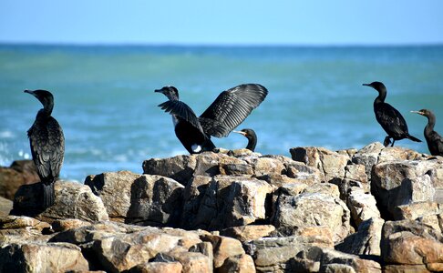 Rocky shore avian fauna photo