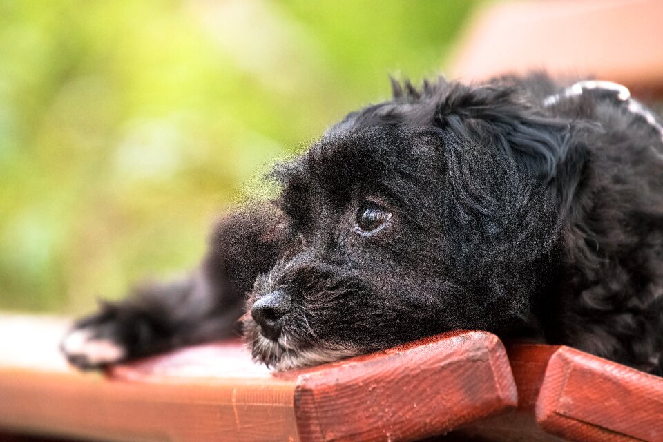 Pet puppy bank