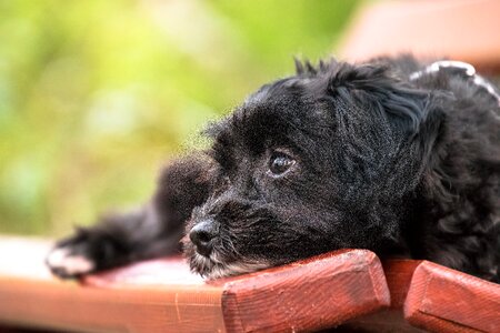 Pet puppy bank