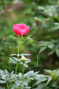 Garden leaf flower garden