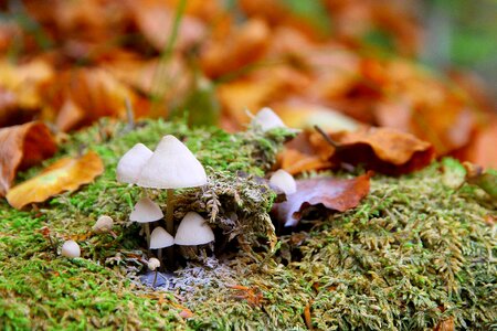 Moss forest mushroom forest floor photo