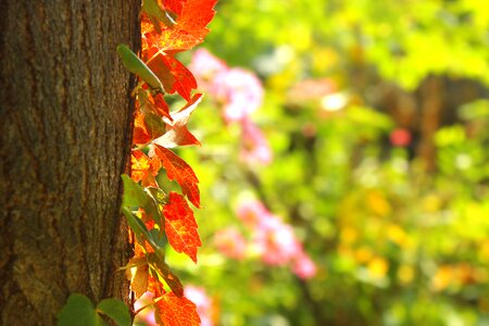 Deciduous the leaves nature