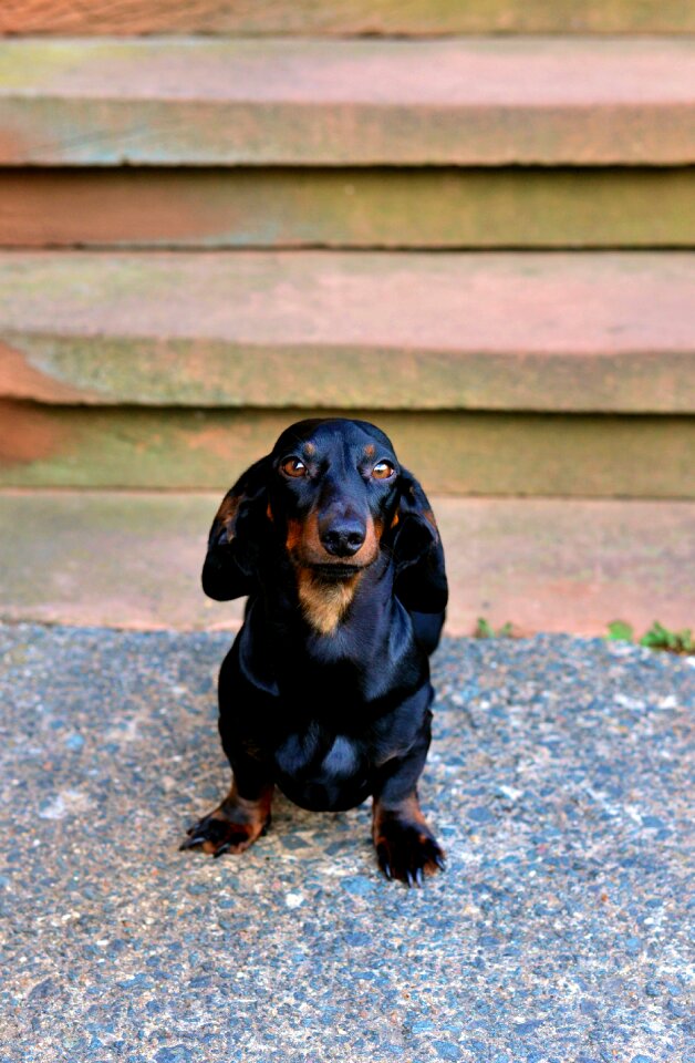 Pet animal portrait dog look