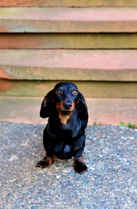 Pet animal portrait dog look photo